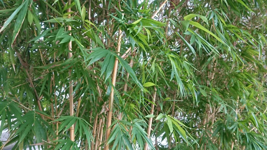 parkhyatt-bamboo